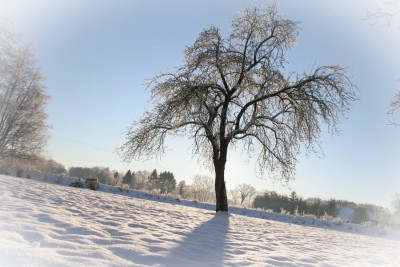 ApfelBaum.jpg