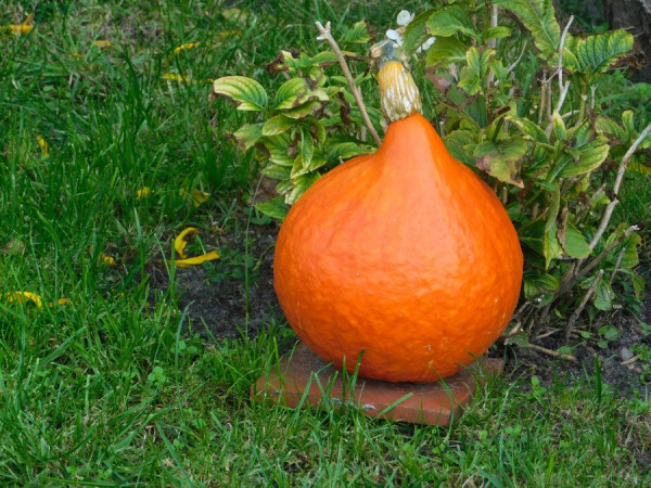 2110_Kürbis_0018_.jpg