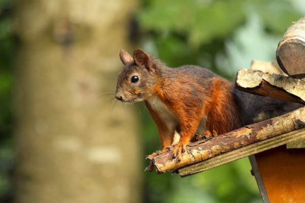 Eichhörnchen2.jpg
