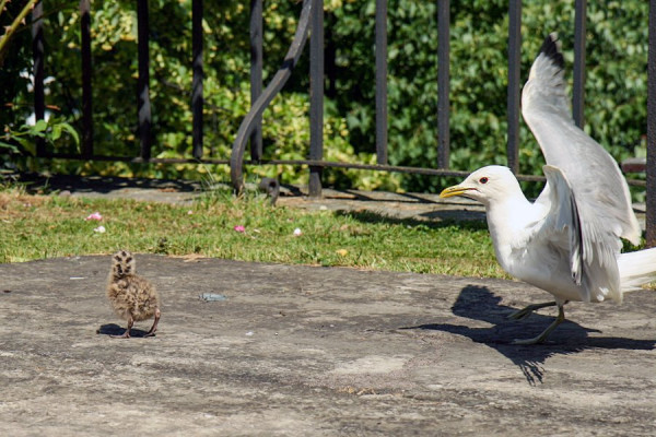 Möwe2.jpg