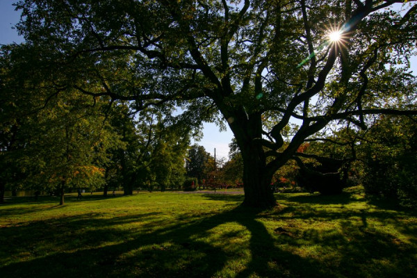 Baumschatten.jpg