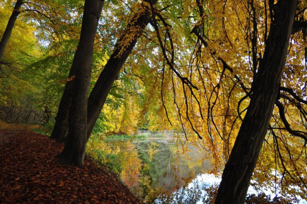 2410_Herbstlaub.jpg
