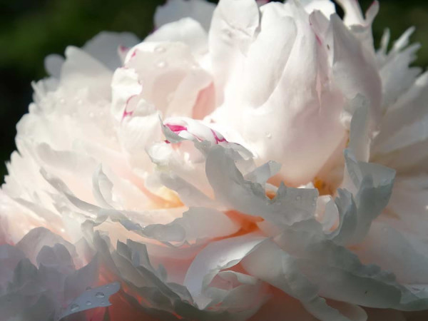 Close_up_1.JPG
