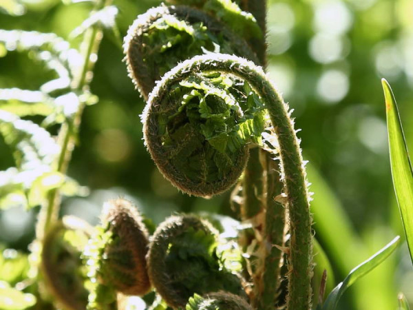 Close_up_2.JPG