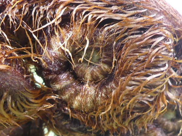 Closeup_1.jpg