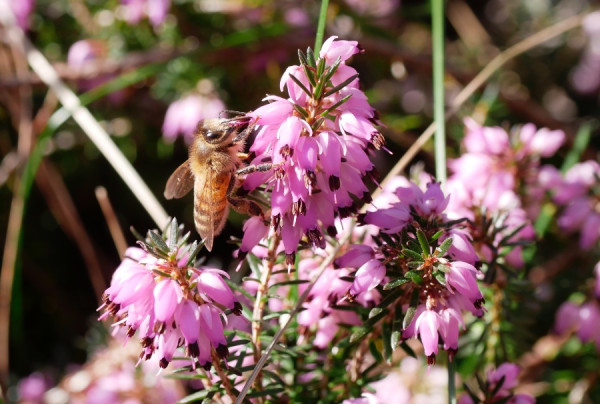 B5812BEE-A98D-418F-BBC8-DF9145D59433_1_201_a.jpeg