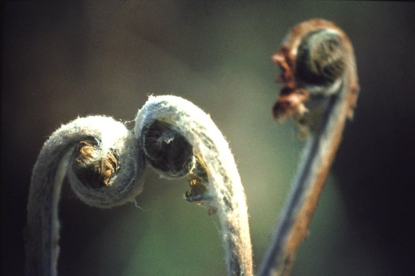 1984-04-29_114_Farn.JPG