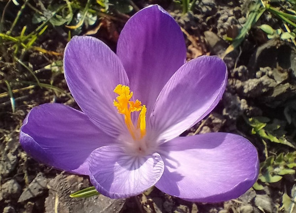 2503_Frühling-03.jpg