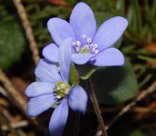 2503_Leberblümchen.jpg