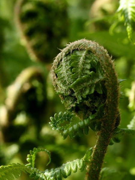 Close_up_23.JPG