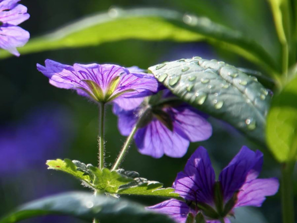 Close_up_24.JPG