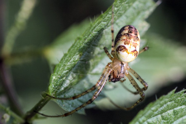 Spinne,.jpg