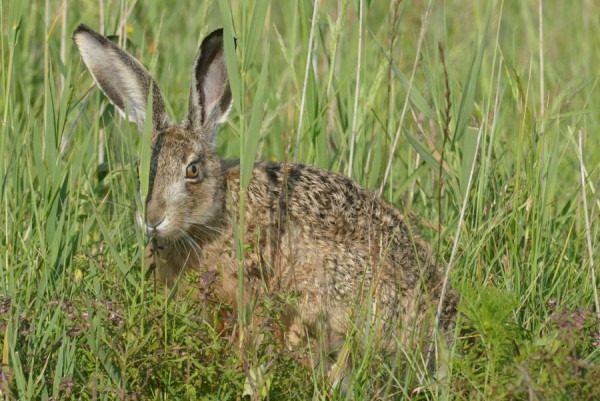 2024-FZ10300_Hase.JPG
