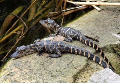 Aligator.jpg
