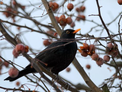 Amsel.jpg