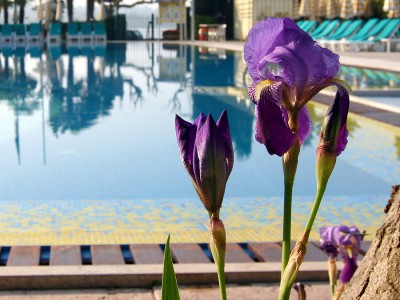 Iris.jpg