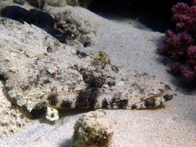 Krokodilfisch.jpg