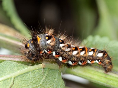 Ampfer-Rindeneule.jpg
