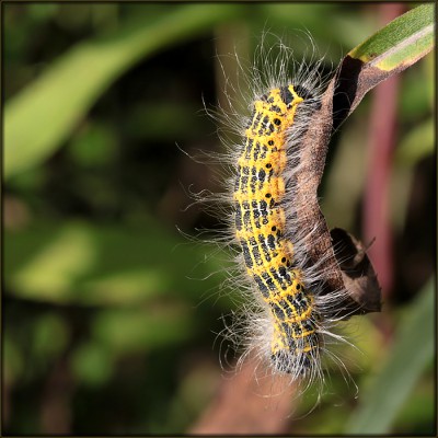 Mondvogel-Raupe.jpg