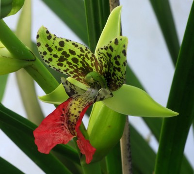 cewe003.jpg