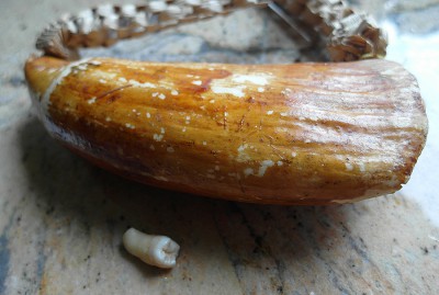 Tabua.jpg
