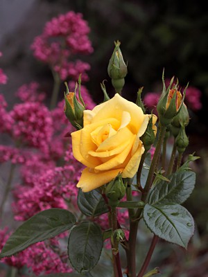 Gartenblumen.jpg