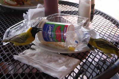 Vogel-Mahl.JPG