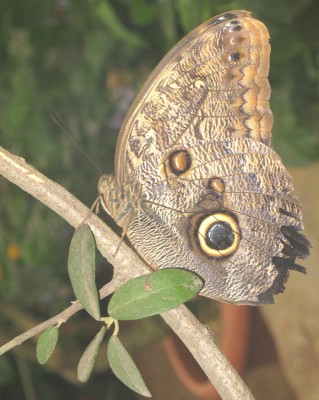 schmetterling.jpg