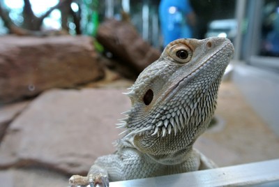 Nikon1 F3.5 BZ80 ISO400 BW11.JPG