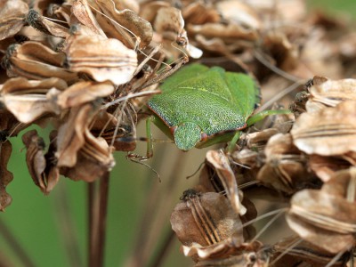 Grüne Stinkwanze.jpg