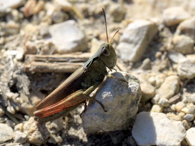 Heuschrecke.jpg