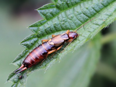 Gemeiner_Ohrwurm_w.jpg