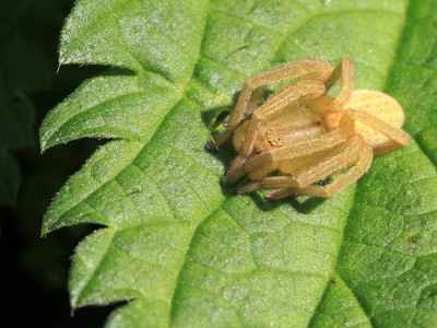 Gelbe_Spinne.jpg