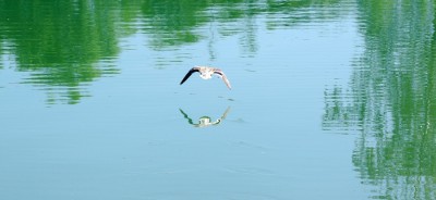 Nikon 1 F4.2 BZ800 ISo100 BW55.JPG