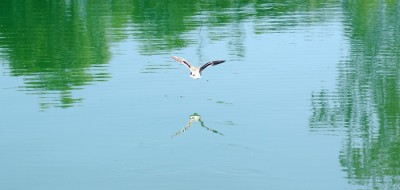 Nikon1 F4.2 BZ800 ISo100 BW55.JPG