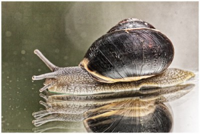 schneckeblog.jpg