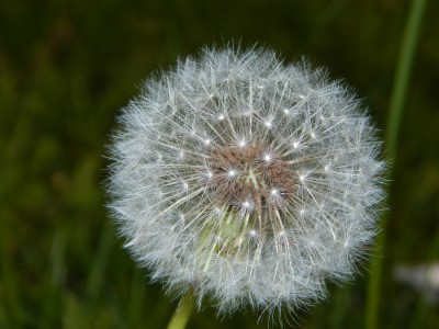 Pusteblume_2.jpg