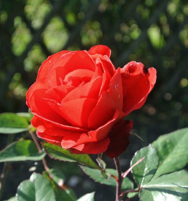 Nikon1 F5.6 BZ 500 ISO450 BW30.JPG