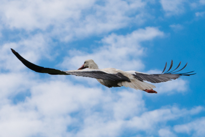 Storch.jpg