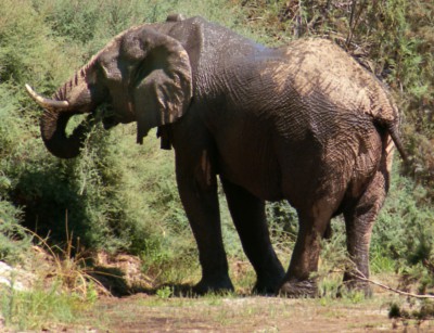Elefant Namibia.jpg