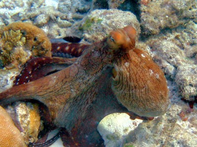 Octopus.jpg