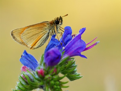 Dickkopffalter 14 21_bearbeitet-1.jpg