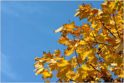 Herbstlaub.jpg