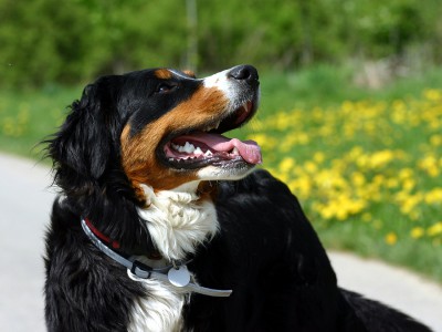 Berner_Sennenhund.jpg