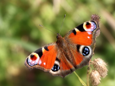 Tagpfauenauge.jpg