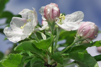 Apfelblüte2_Bildgröße ändern.JPG