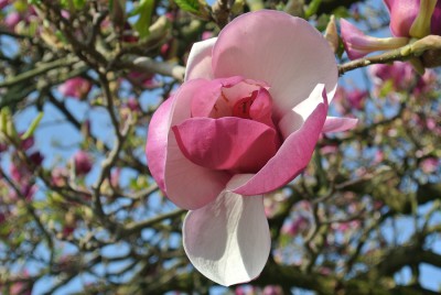 Nikon1 F5.6 BZ320 ISO 100 BW30.JPG