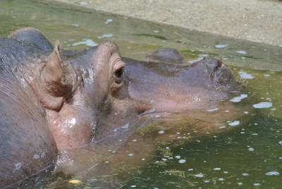 Nikon1 F5 ISO200 BW83 BZ 320.JPG