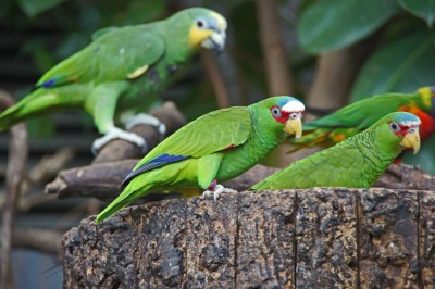 Allfarb-Lori 14 01.jpg