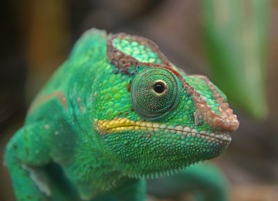 Chamäleon 14 01.jpg